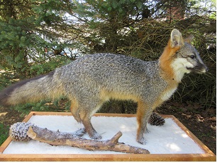 Old-Grey-Fox1.jpg Old-Grey-Fox1.jpg