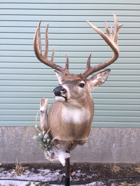 albertaWT.jpg albertaWT.jpg