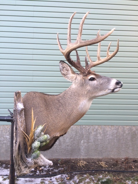 albertaWT3.jpg albertaWT3.jpg