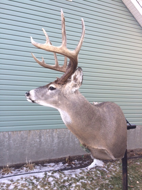 albertaWT4.jpg albertaWT4.jpg