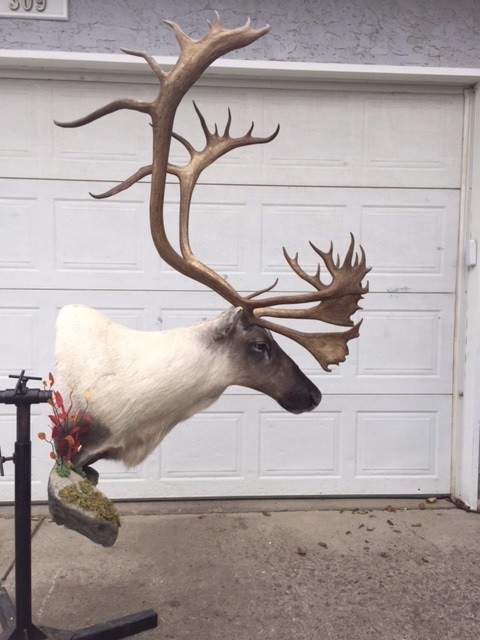 Caribou-1.jpg Caribou-1.jpg