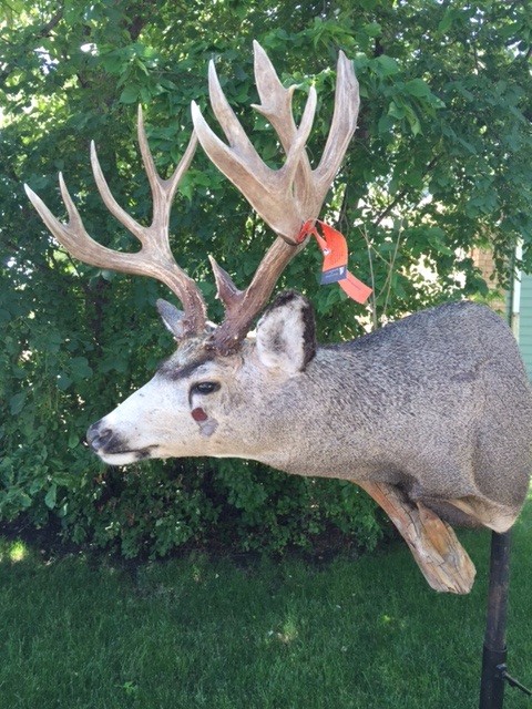 Mulie1.jpg Mulie1.jpg