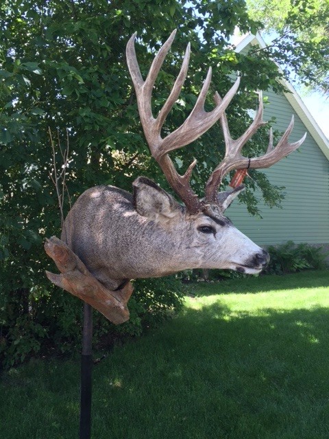 Mulie2.jpg Mulie2.jpg