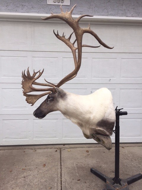 caribou2-1.jpg caribou2-1.jpg