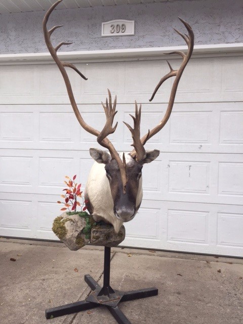 caribou5-1.jpg caribou5-1.jpg