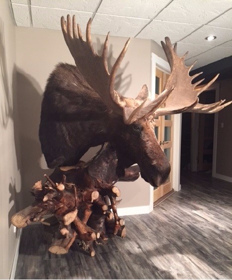 Moose4.jpg Moose4.jpg