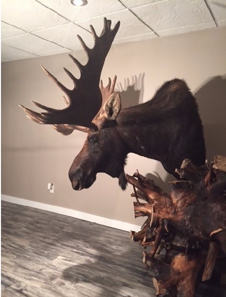 Moose5.jpg Moose5.jpg