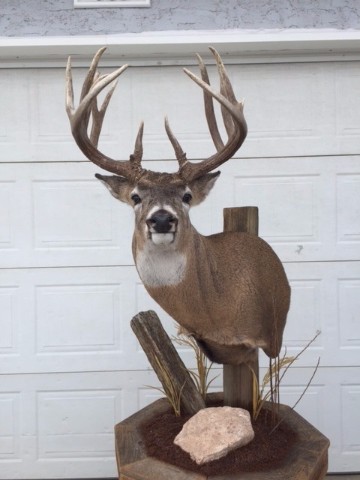 Mutrie-Deer1111-1.jpg Mutrie-Deer1111-1.jpg