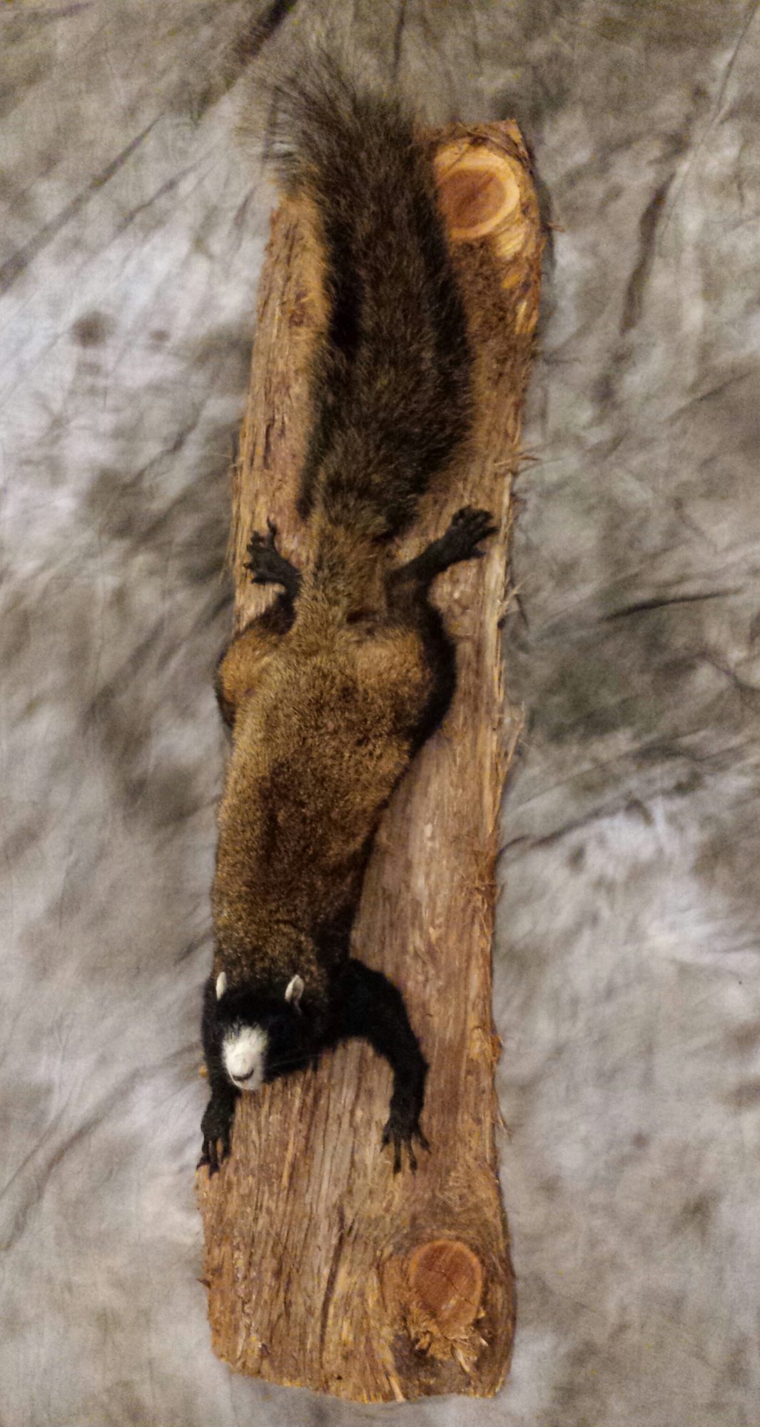 20150316_204539-1-1.jpg 20150316_204539-1-1.jpg