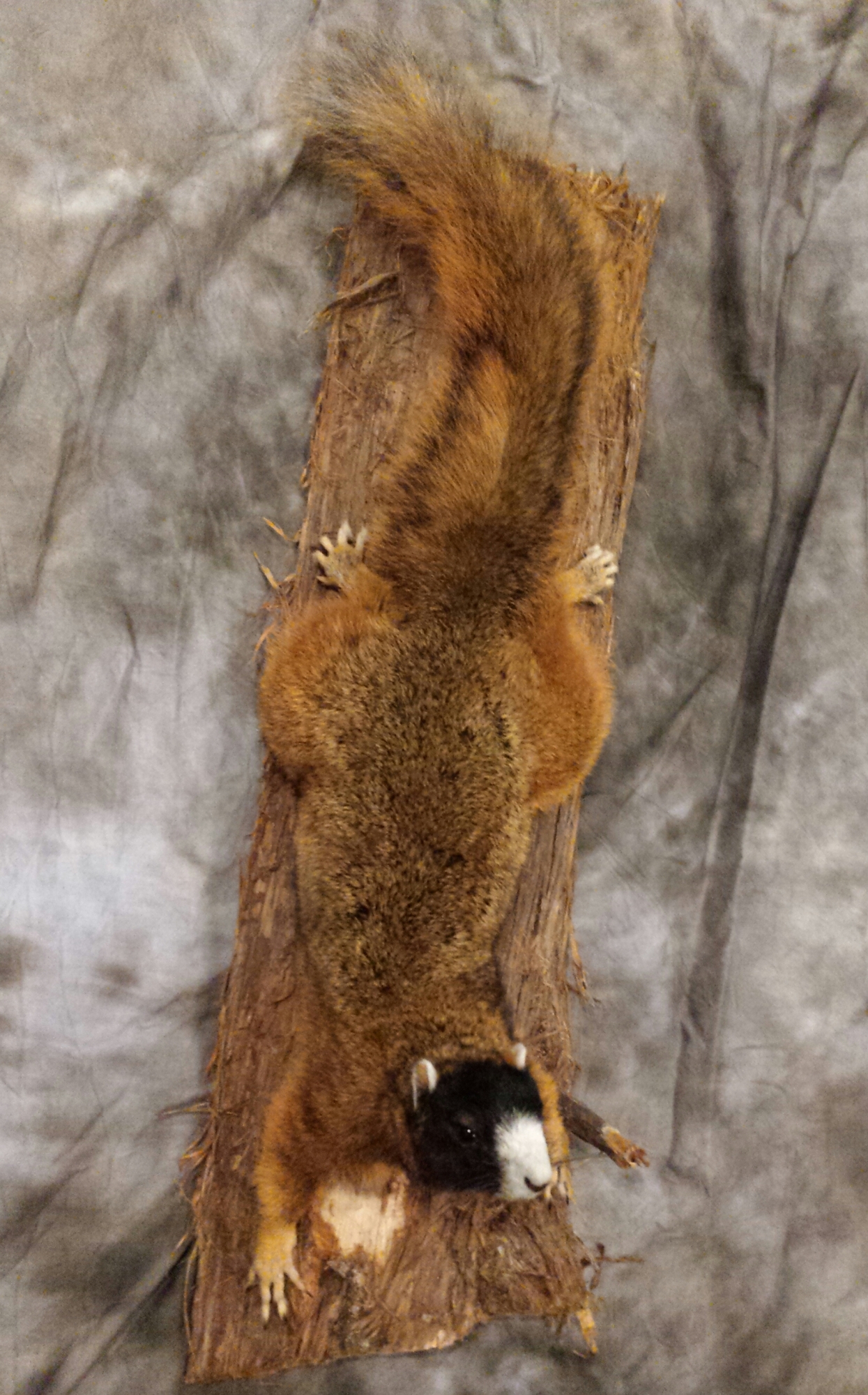 20150323_224551-1-1.jpg 20150323_224551-1-1.jpg