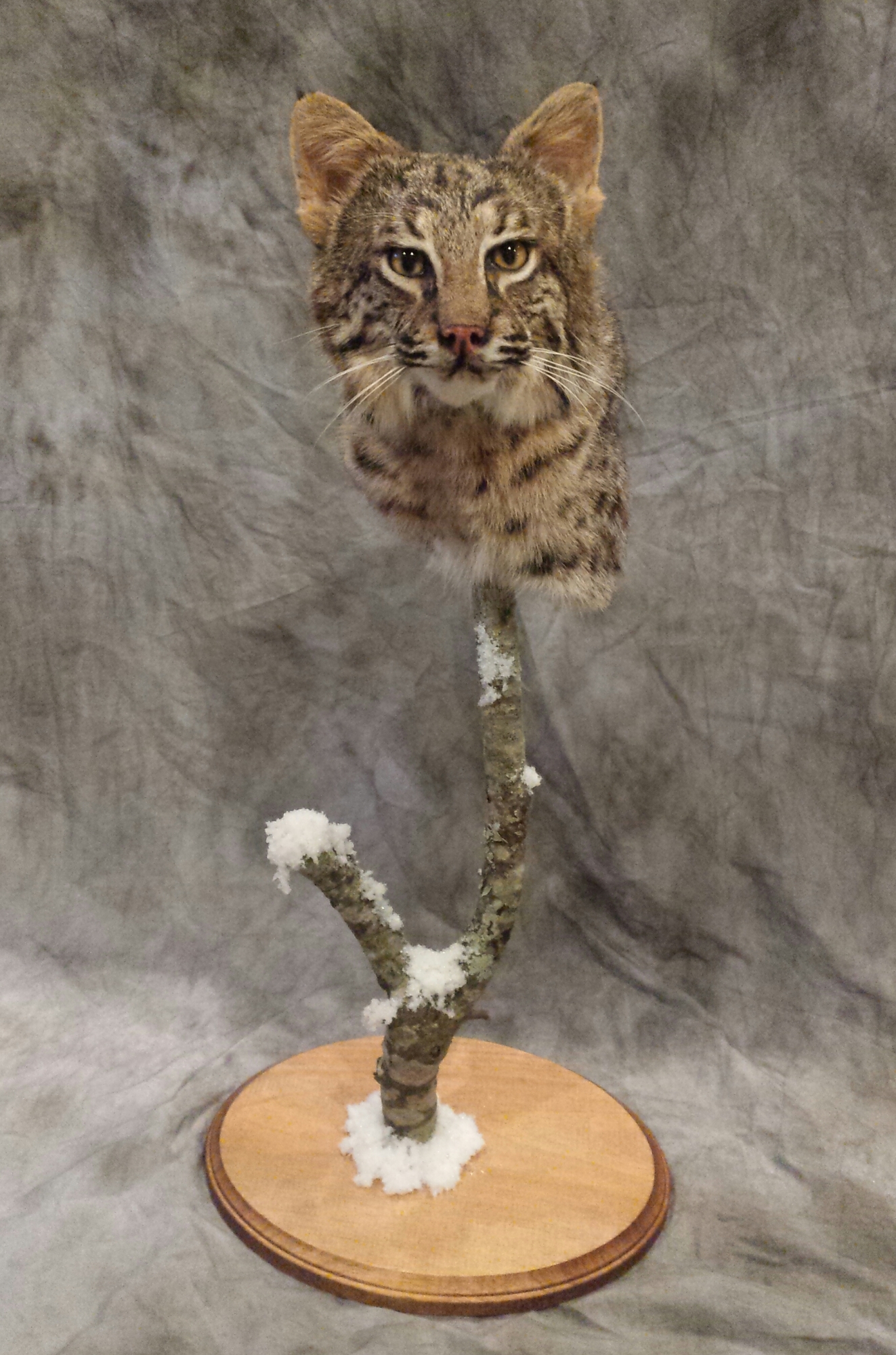 20150416_220417-1-1.jpg 20150416_220417-1-1.jpg