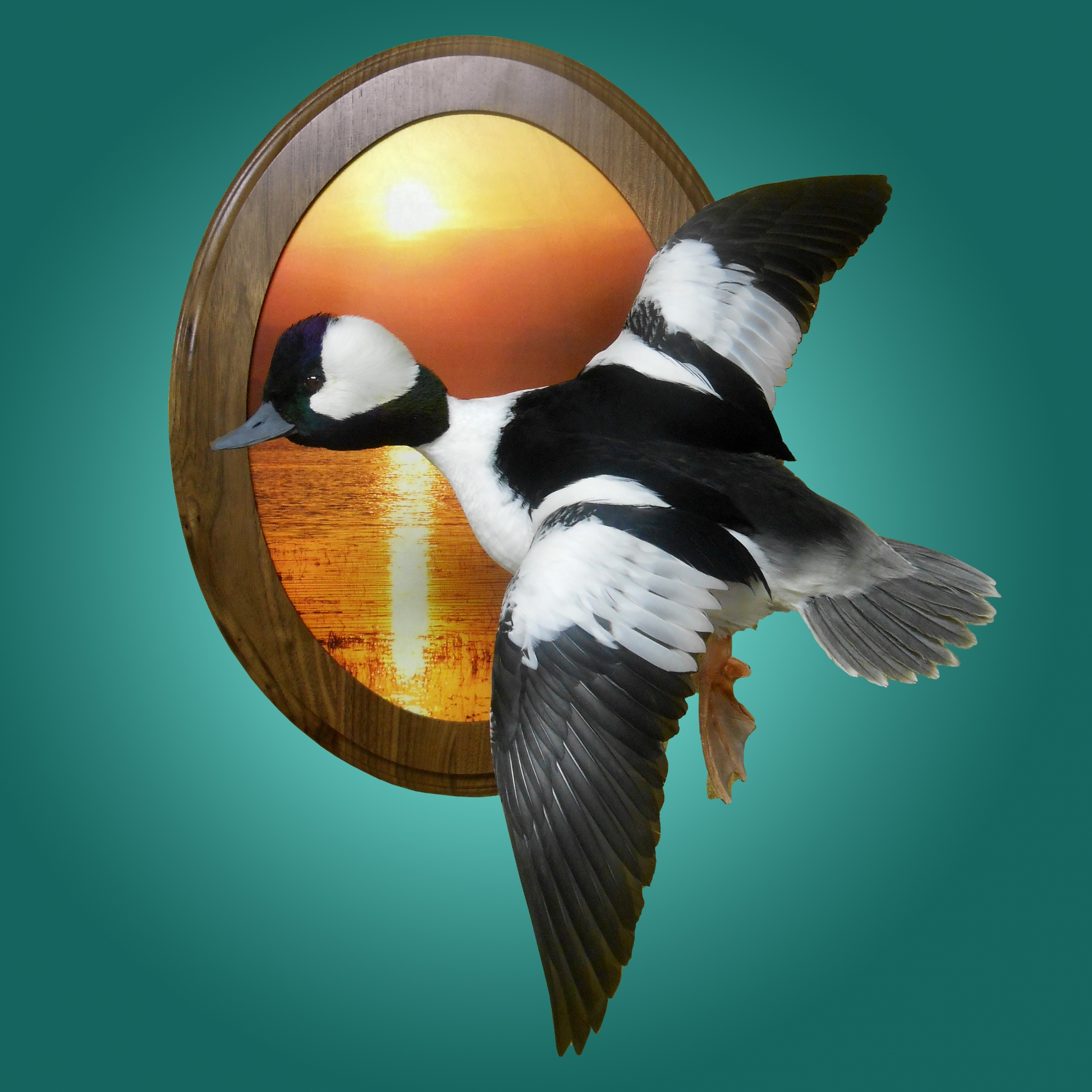 bufflehead_duck_002.jpg