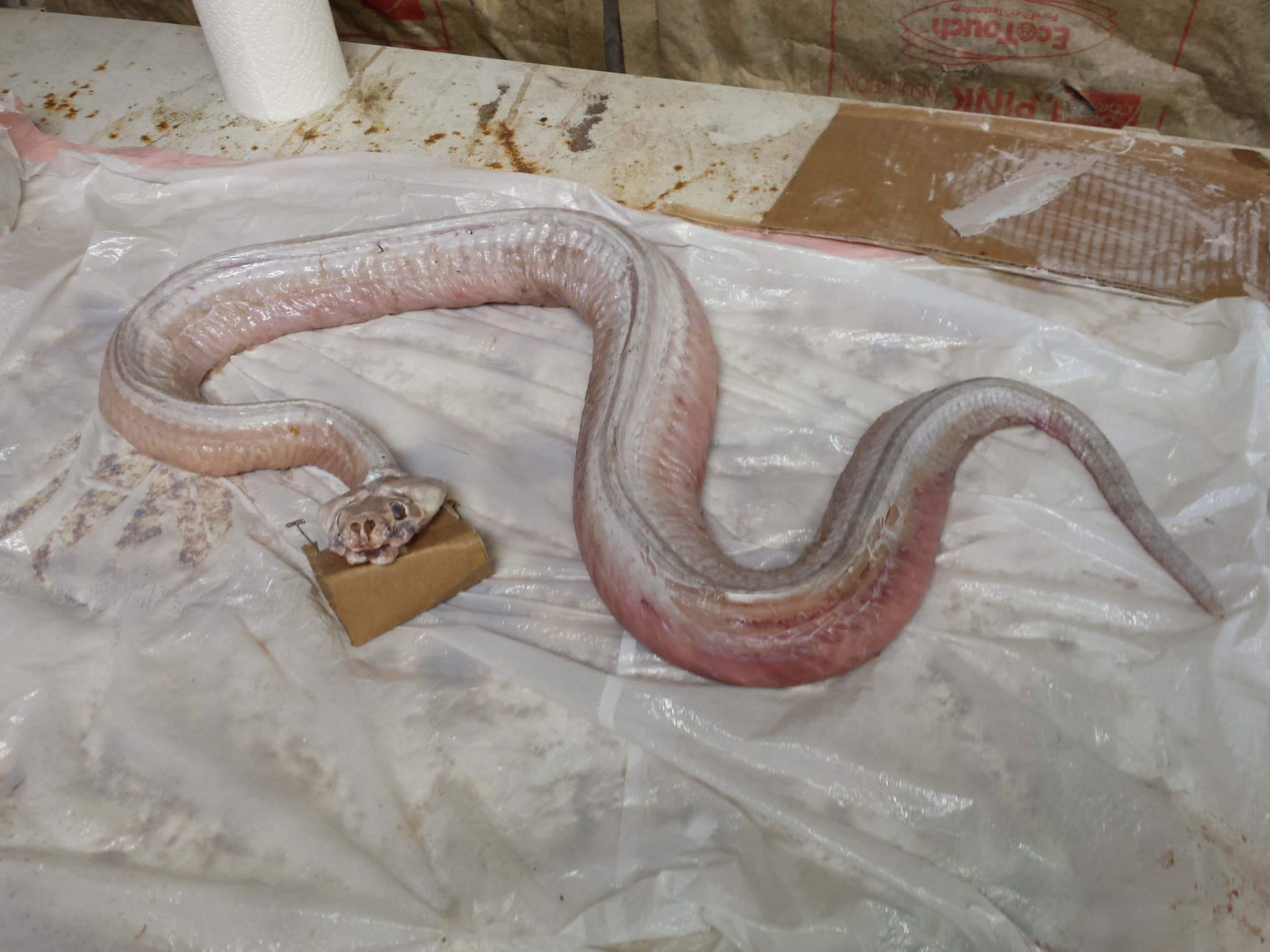 20150509_161258.jpg 20150509_161258.jpg