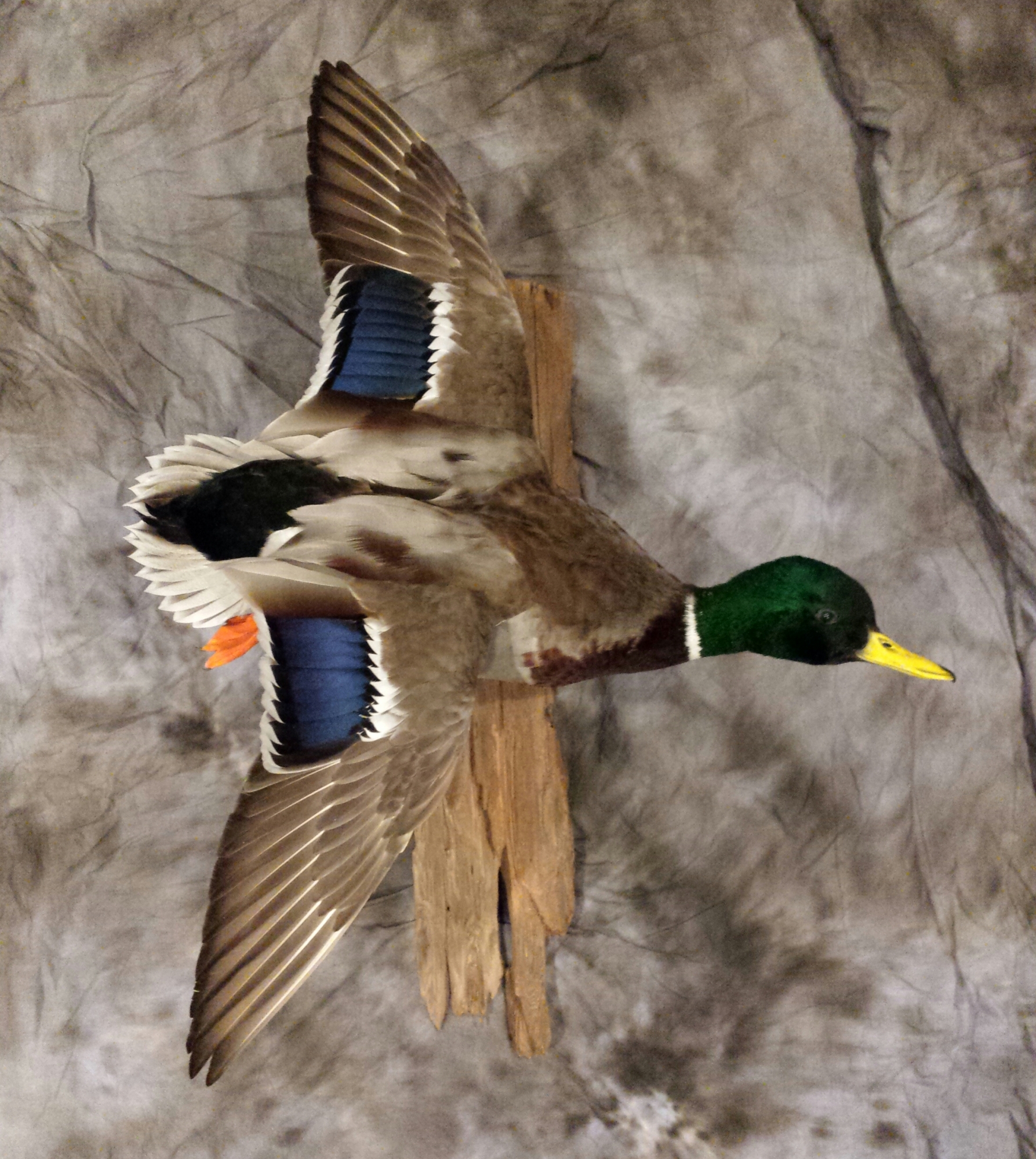 20151216_174640-1.jpg 20151216_174640-1.jpg