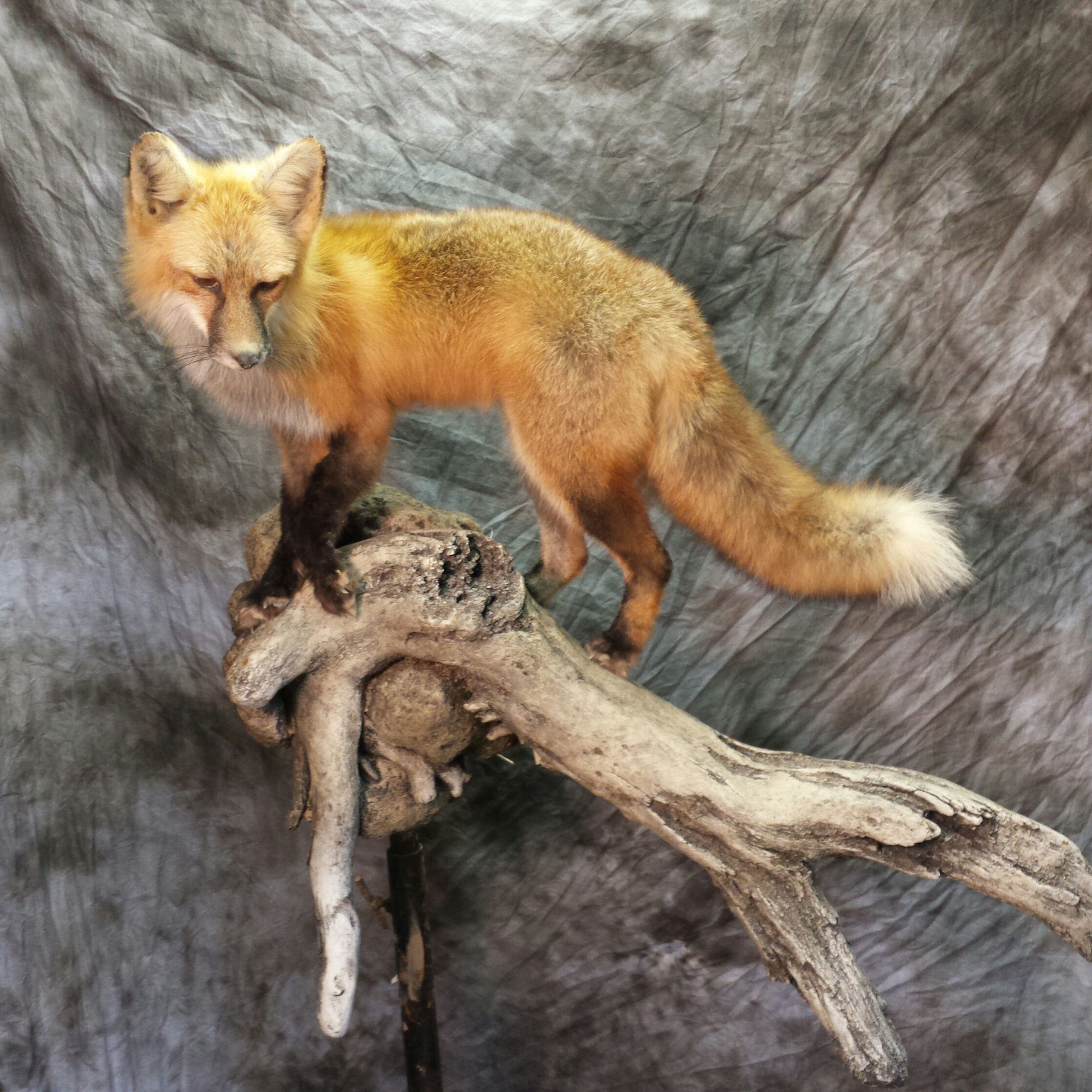 20160516_153615-1-1.jpg 20160516_153615-1-1.jpg