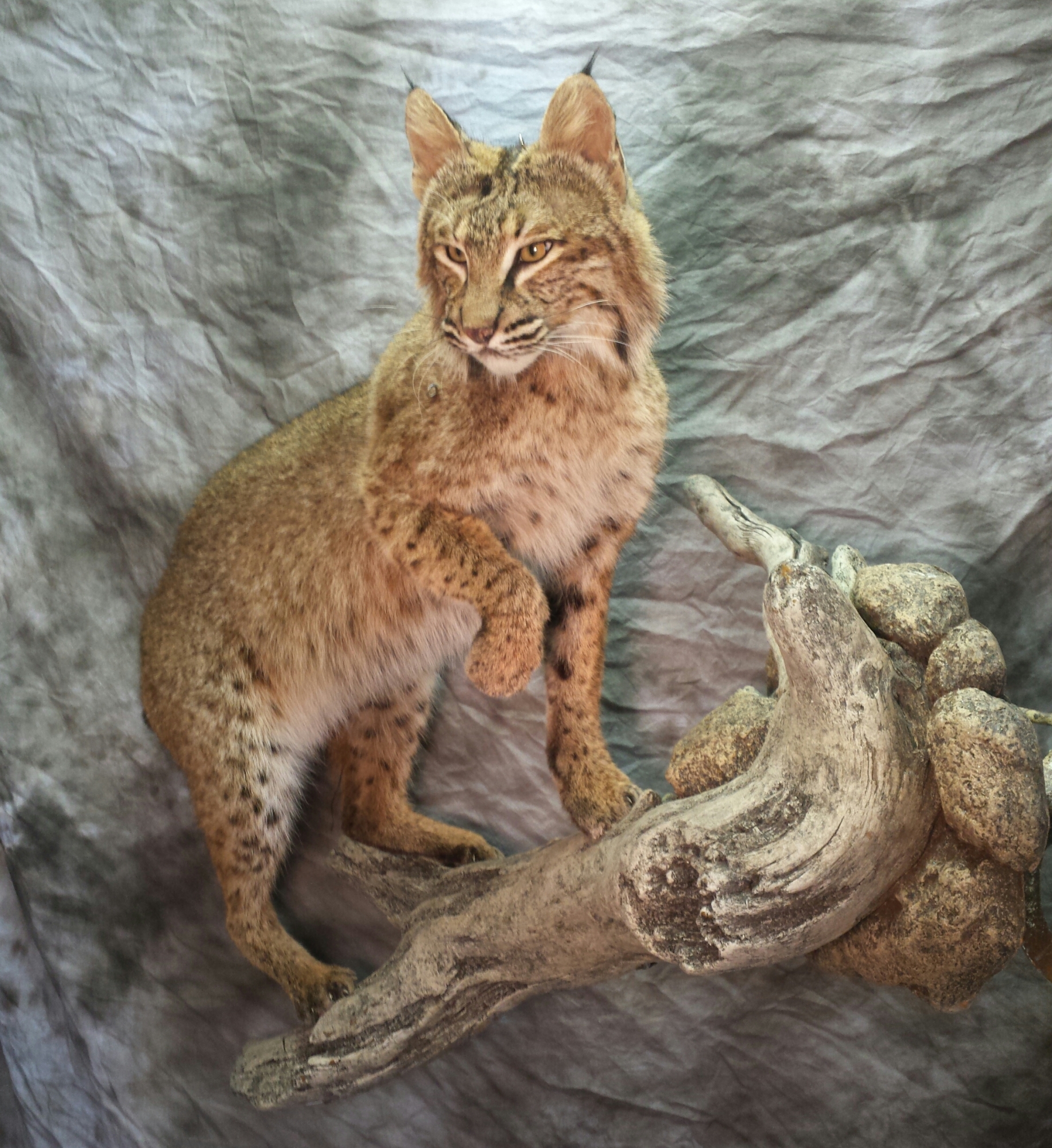 20160711_172010-1.jpg 20160711_172010-1.jpg