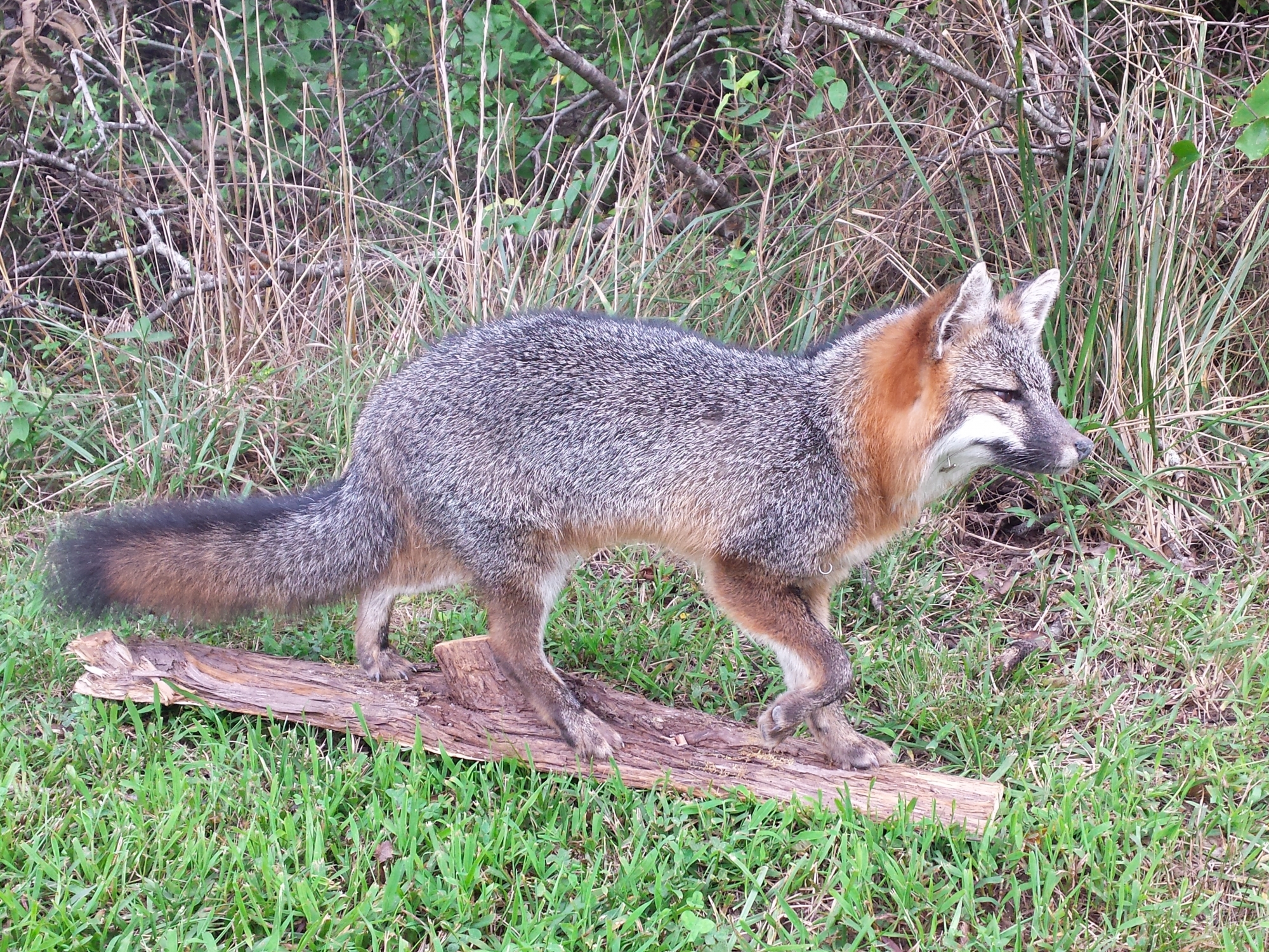 20160811_175629-1.jpg 20160811_175629-1.jpg