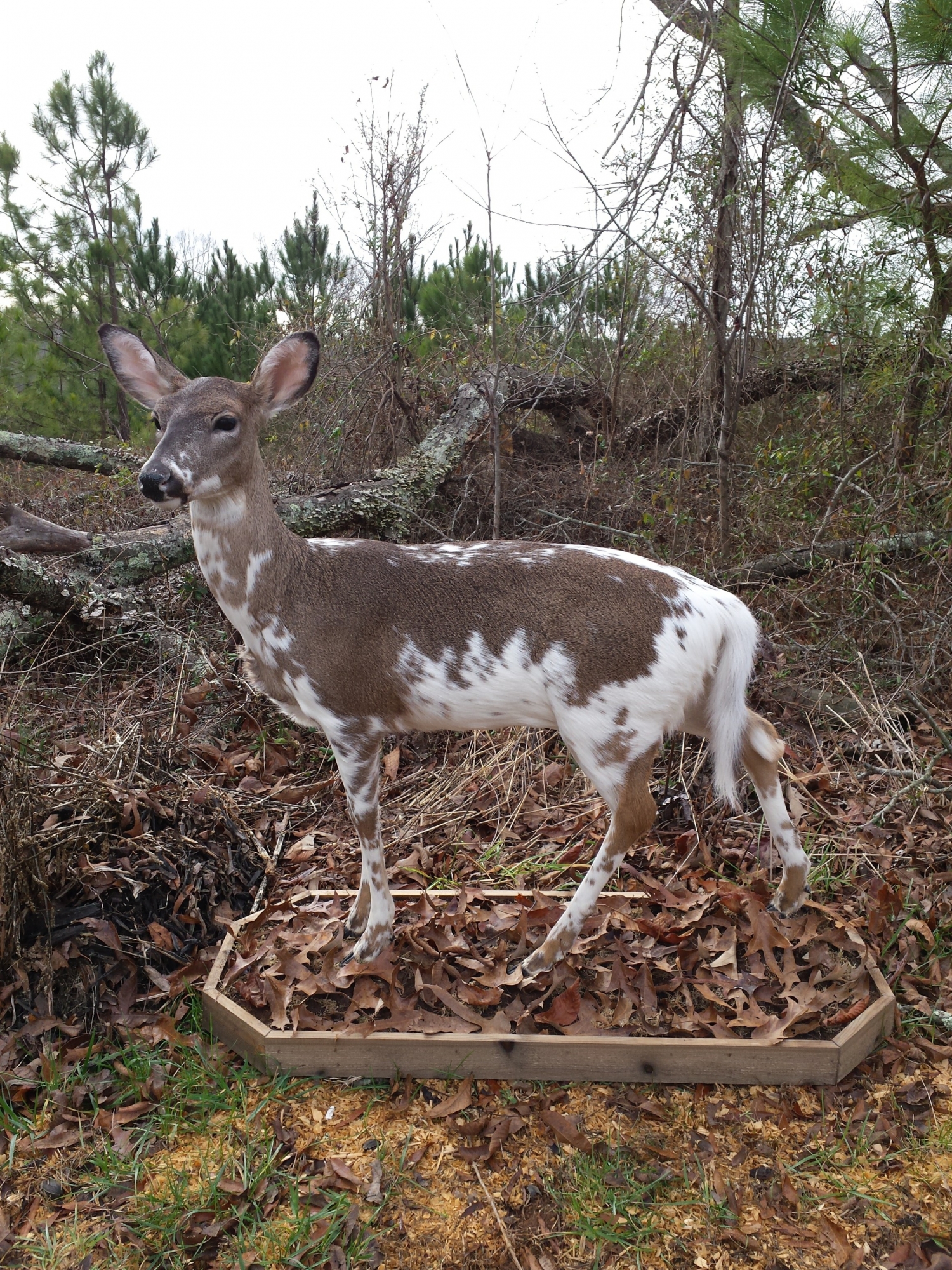 20170113_095242-2.jpg 20170113_095242-2.jpg