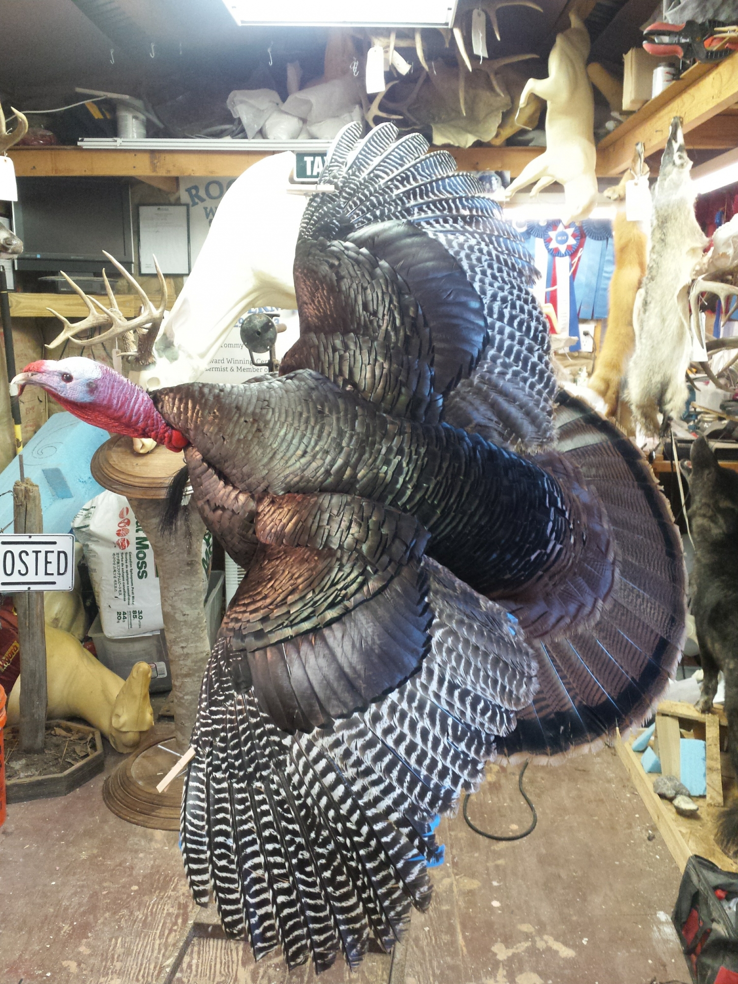 20170919_152454-1.jpg 20170919_152454-1.jpg