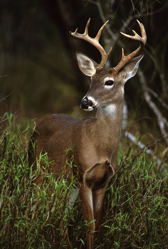 9034164_ml.jpg 9034164_ml.jpg