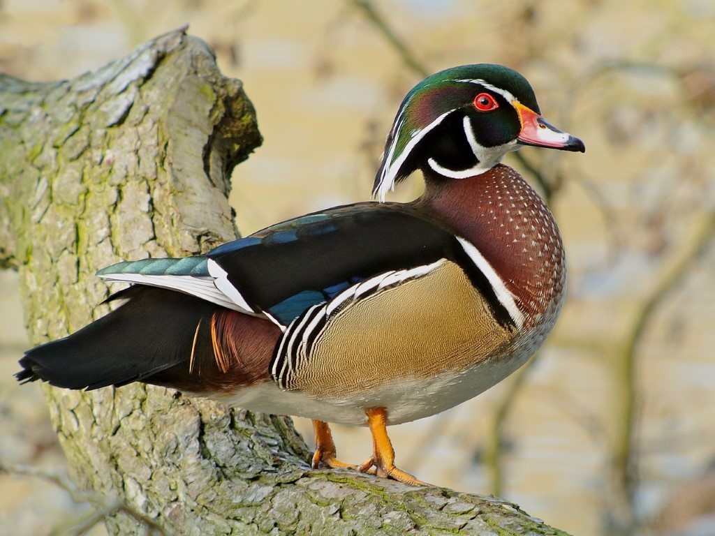 Wood_Duck_-Medium.jpg