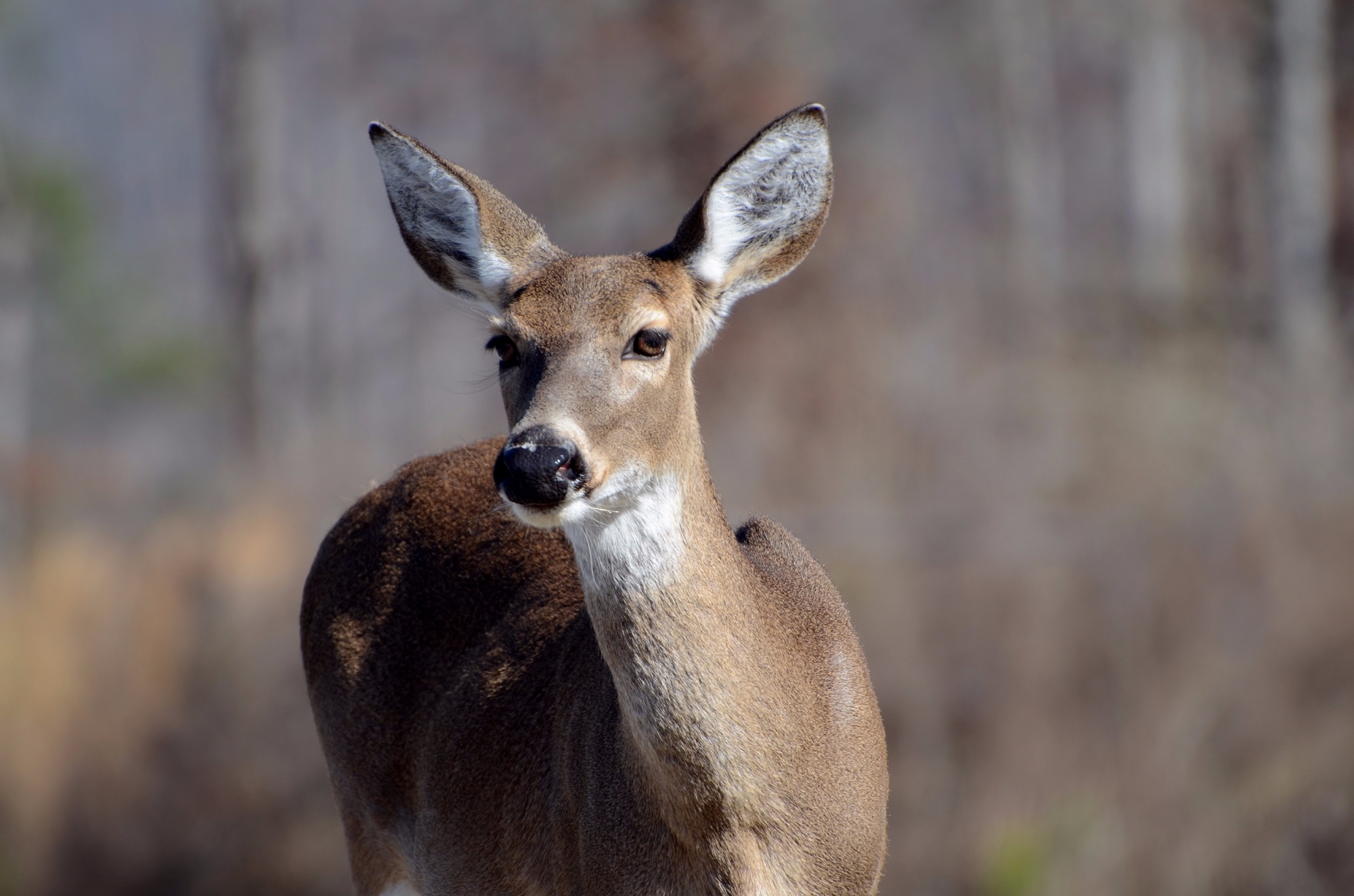 Deer Reference Photos | Gamehead and Lifesize Mammals | Forum ...