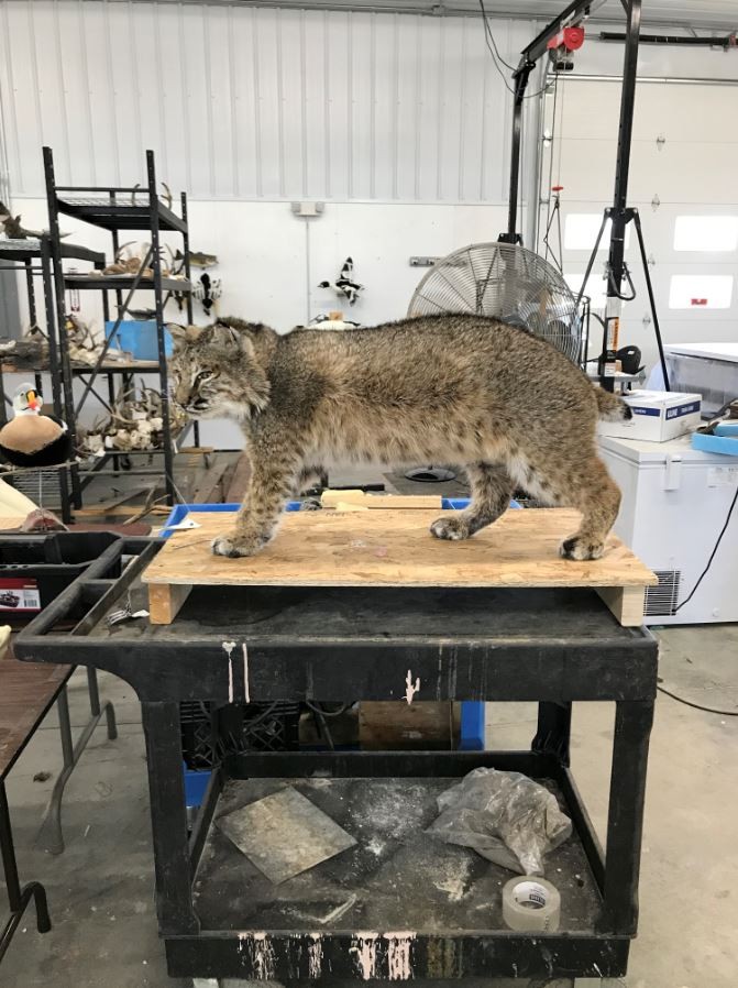 bobcat-2.JPG