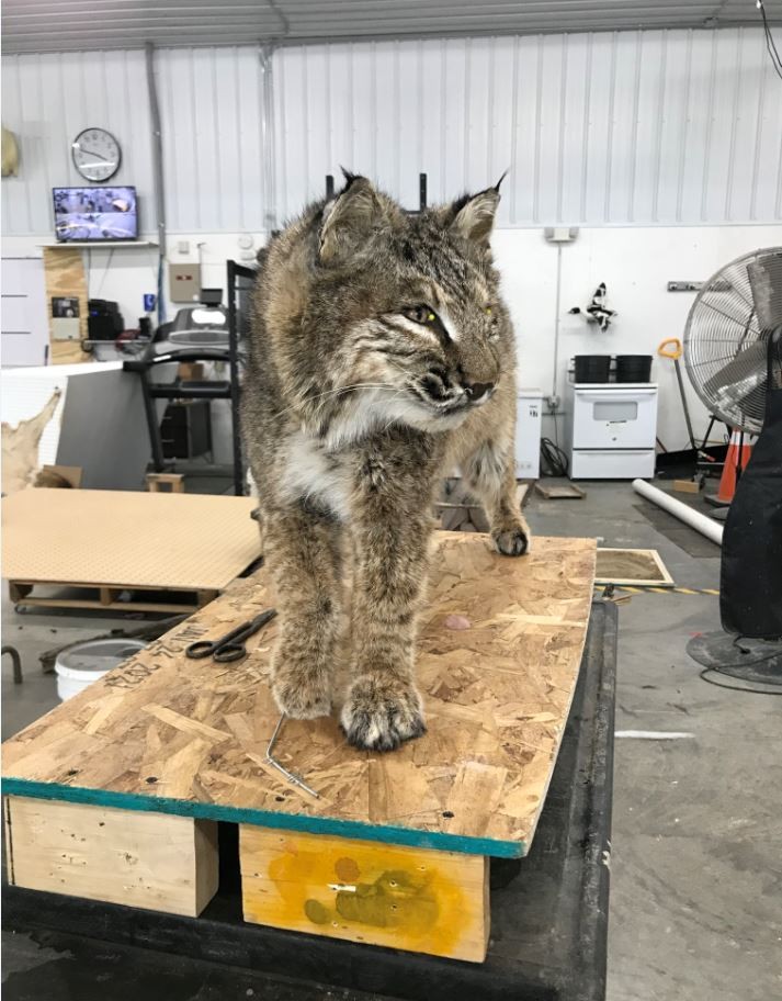 ”bobcat.JPG”