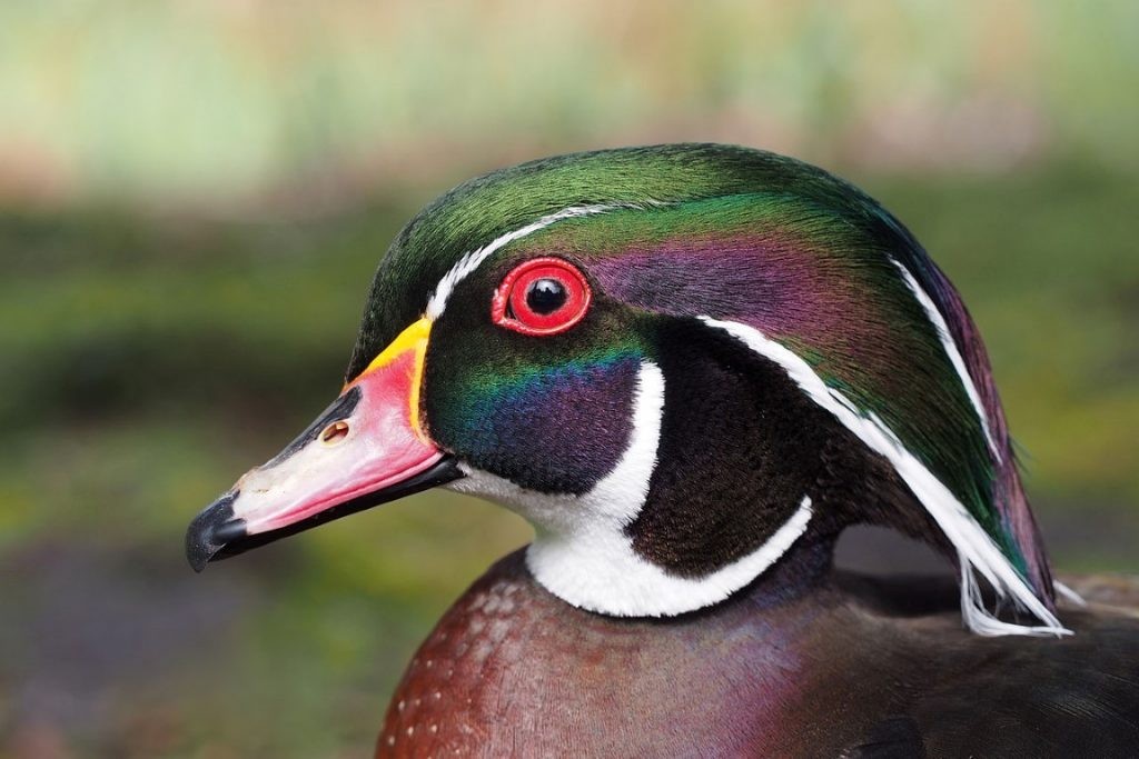 woodduck-Medium-1024x683.jpg