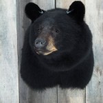 11067585_797219760353789_2941601352484806778_n