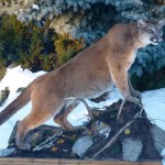 Mt.Lion-by-Jeanette-Hall