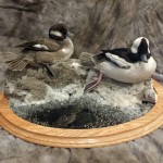 rogerswildlife-buffleheads