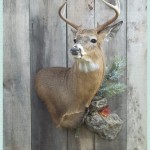 11150276_415298001982826_4819270860158252934_n