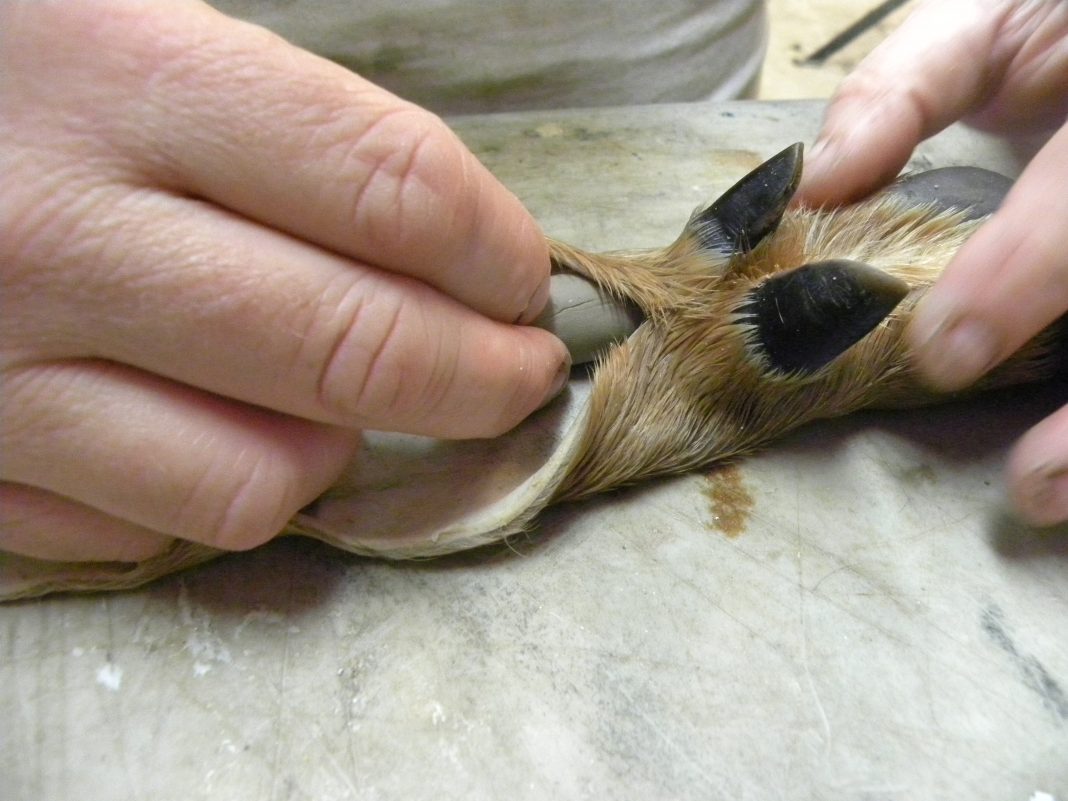 Deer Hoof Gun Rack Taxidermy Talk