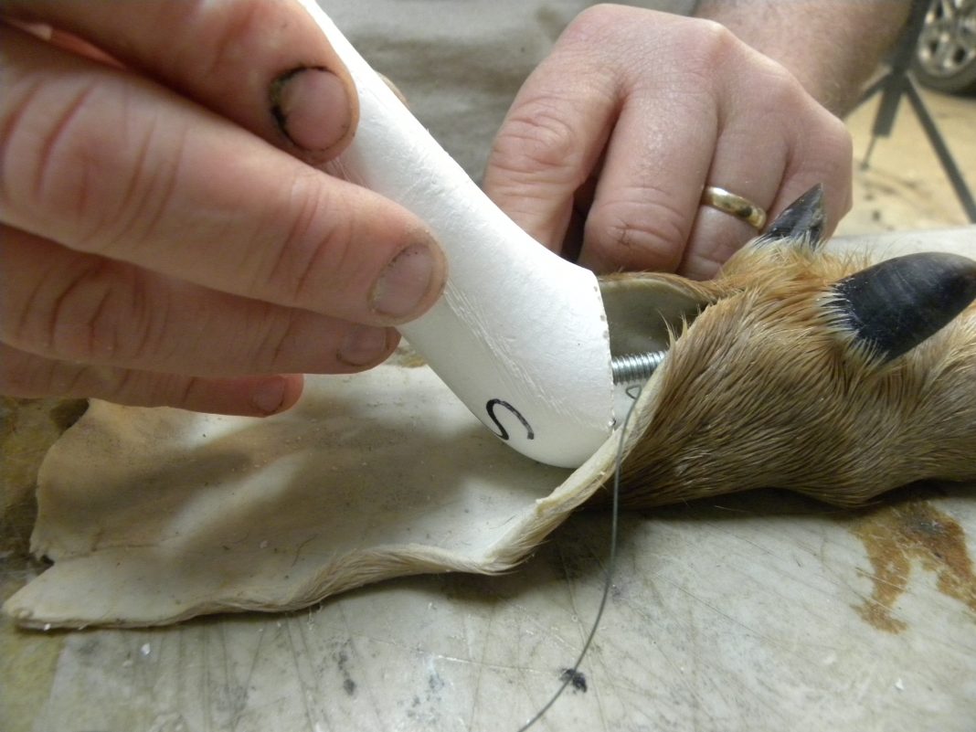 Deer Hoof Gun Rack Taxidermy Talk