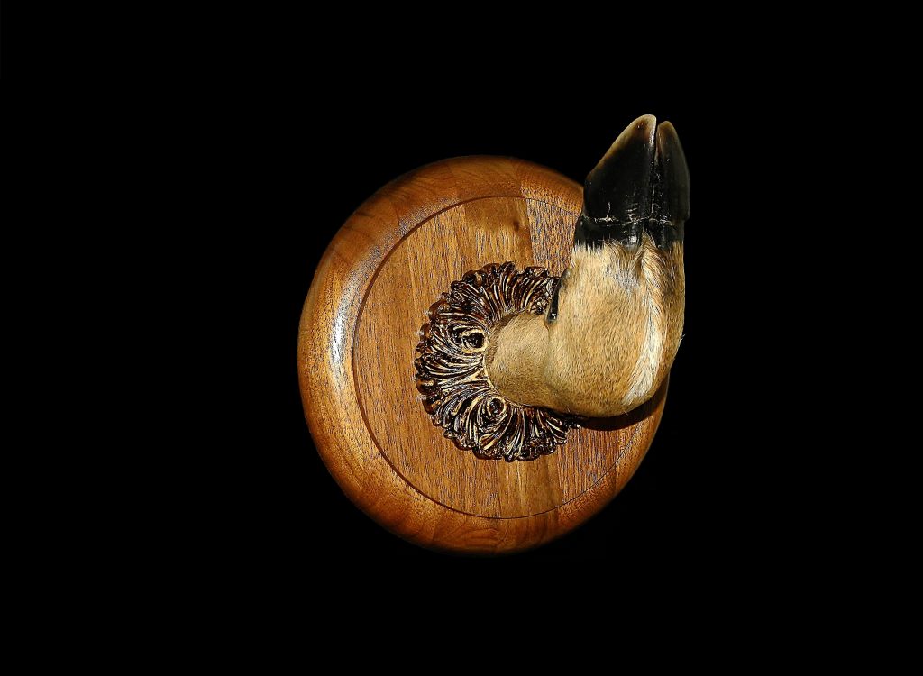 Deer Hoof Gun Rack Taxidermy Talk