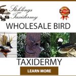 300×250-wholesale-bird-taxidermy