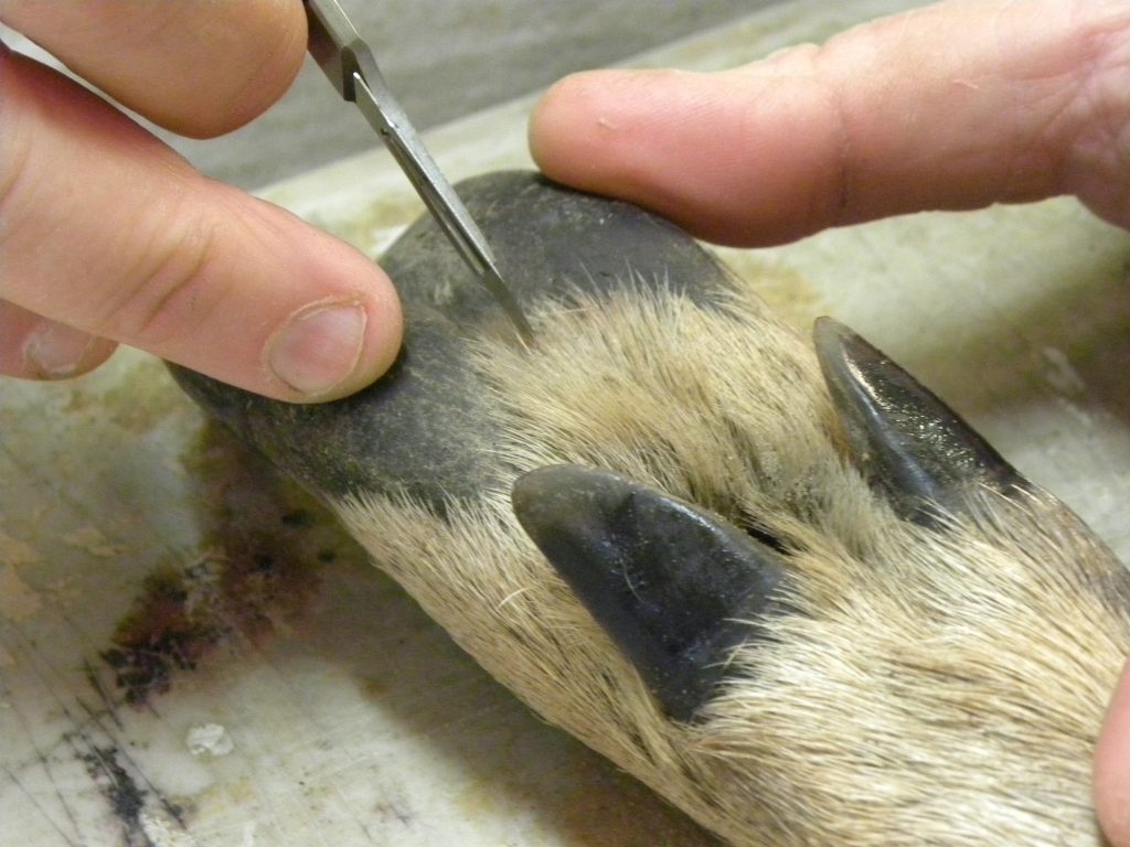 Deer Hoof Gun Rack Taxidermy Talk