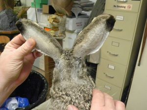 Black-Tailed Jack Rabbit 