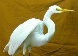 Forum – Snowy Egret focus