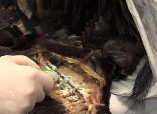 Repairing broken Turkey Wing Bones- Video