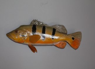 Forum Focus – Peacock Bass Replicas