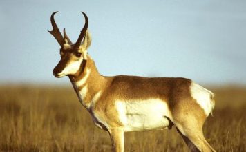 Removing Horns from Cores