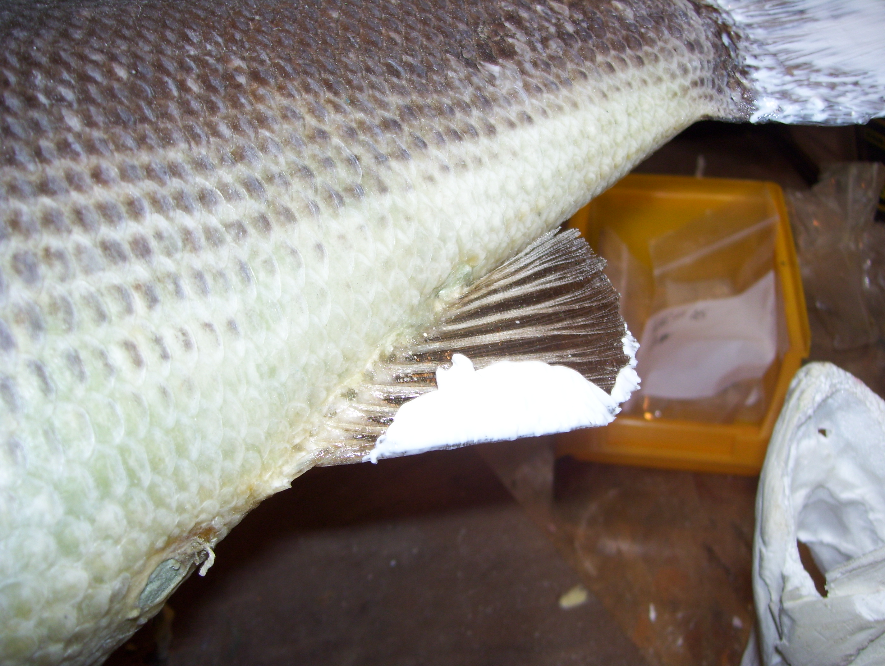 sealing fish fins