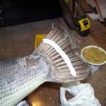 Taxidermy How To Seal Fish Fins (11)