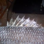 Taxidermy How To Seal Fish Fins (4)