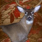 Cliffords Taxidermy Whitetail Deer