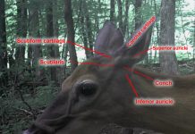 Whitetail deer ears