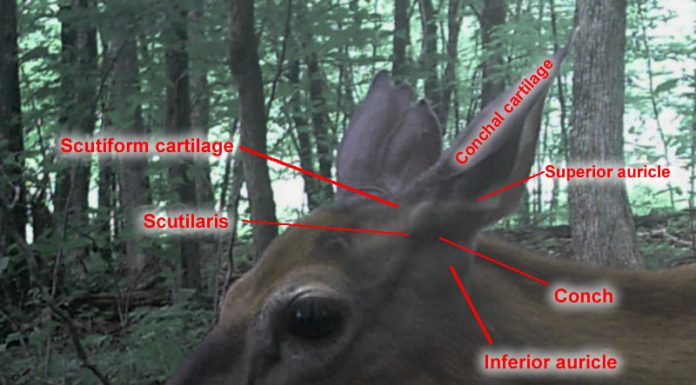 Whitetail deer ears