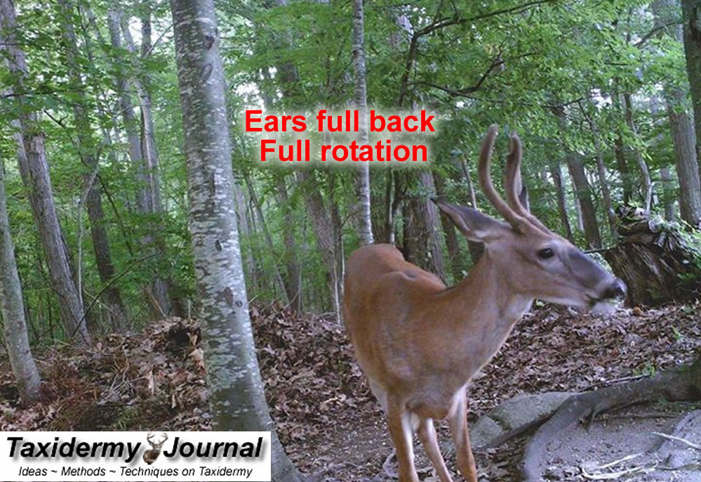 Featured image of post The Best 11 Whitetail Deer Ear Reference Photos